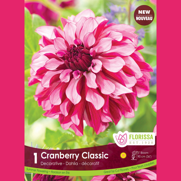 Dahlia Décoratif 'Cranberry Classic' (1 tubercule)