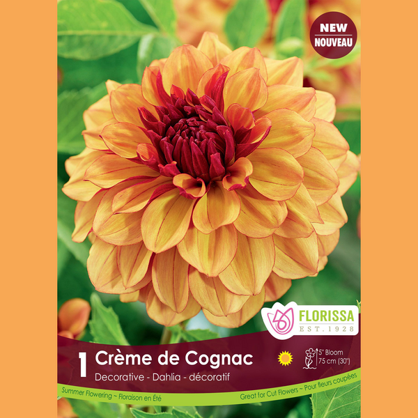 Decorative Dahlia 'Crème de Cognac' (1 tuber)