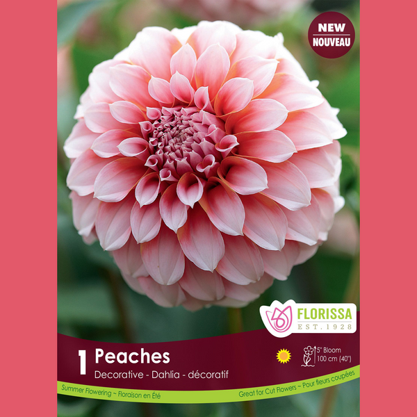 Decorative Dahlia 'Peaches' (1 tuber)