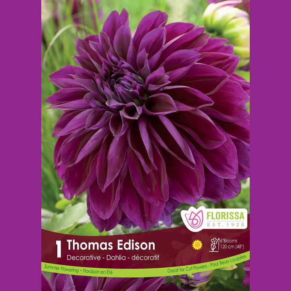 Dahlia Décoratif 'Thomas Edison' (1 tubercule)