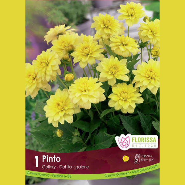 Dahlia Gallery 'Pinto' (1 tubercule)