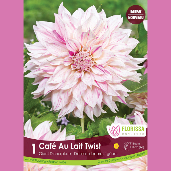 Dahlia Géant 'Café au Lait Twist' (1 tubercule)