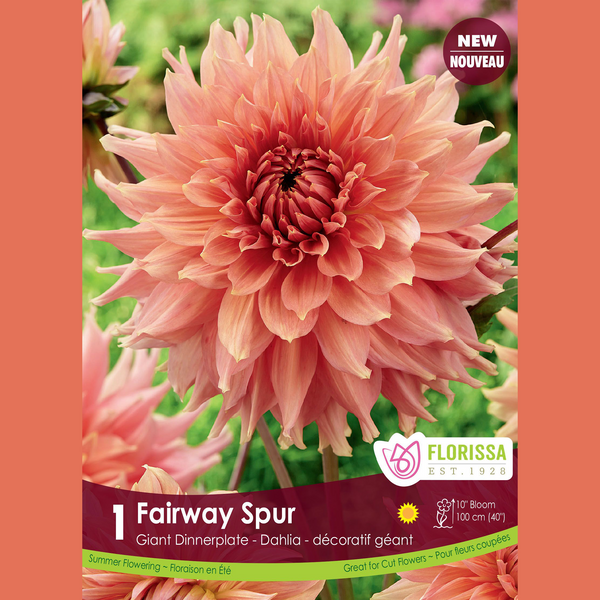 Giant Dahlia 'Fairway Spur' (1 tuber)