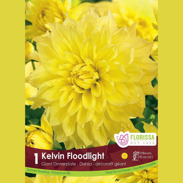 Dahlia Géant 'Kelvin Floodlight' (1 tubercule)