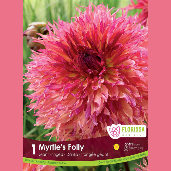 Dahlia Géant 'Myrtle's Folly' (1 tubercule)