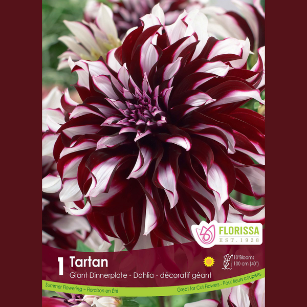 Giant Dahlia 'Tartan' (1 tuber)