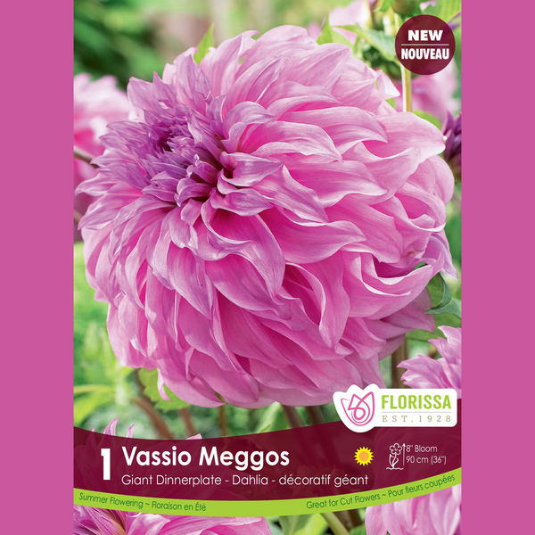 Giant Dahlia 'Vassio Meggos' (1 tuber)