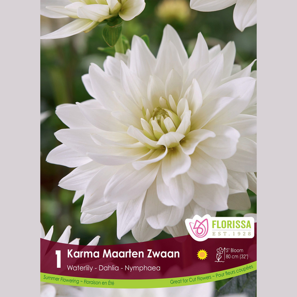 Dahlia Nénuphar 'Karma Maarten Zwaan' (1 tubercule)