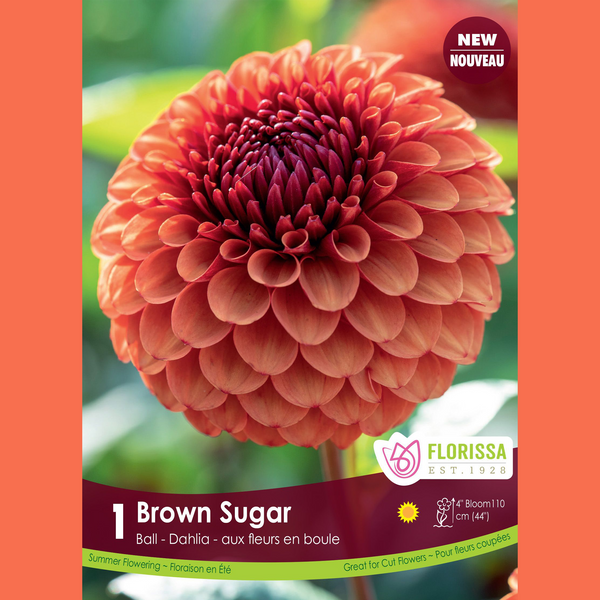 Dahlia Pompon 'Brown Sugar Premium' (1 tubercule)