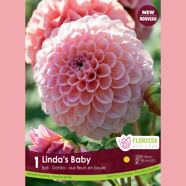 Dahlia Pompon 'Linda's Baby' (1 tuber)