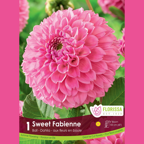 Dahlia Pompon 'Sweet Fabienne' (1 tubercule)