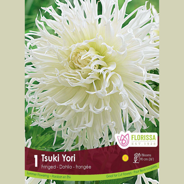 Dahlia Frangée 'Tsuki-Yori' (1 tubercule)