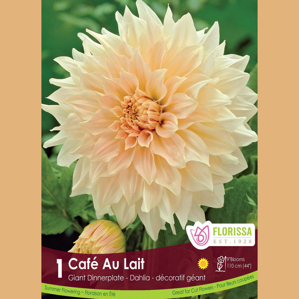 Dahlia Géant 'Café au Lait' (1 tubercule)