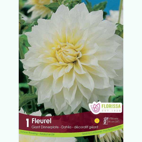 Giant Dahlia 'Fleurel' (1 tuber)