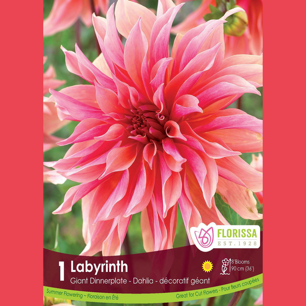 Giant Dahlia 'Labyrinth' (1 tuber)