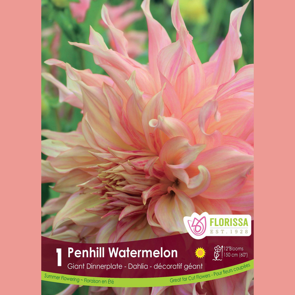 Dahlia Géant 'Penhill Watermelon' (1 tubercule)