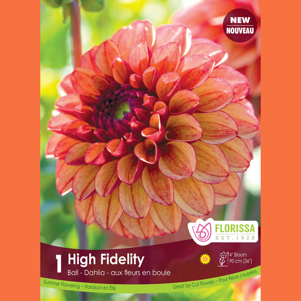 Dahlia Ball 'High Fidelity' (1 tuber)