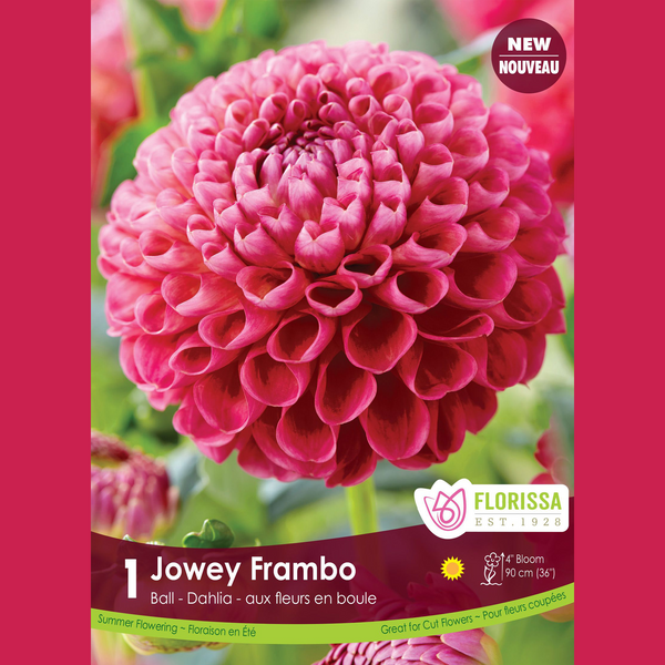 Dahlia Pompon 'Jowey Frambo' (1 tuber)