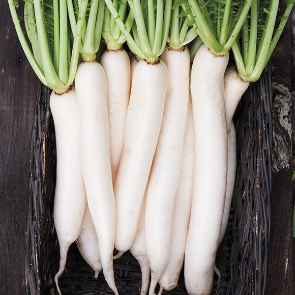 Organic 'Daikon' radish