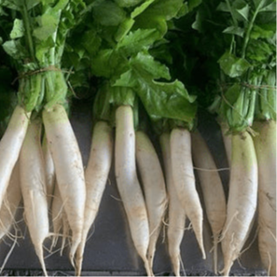 Daikon radish 'Miyashige' organic