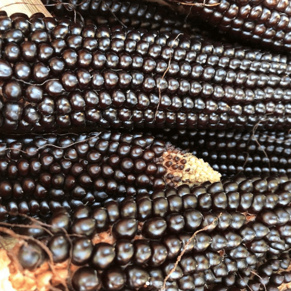 Corn ‘Dakota Black Popcorn’ organic