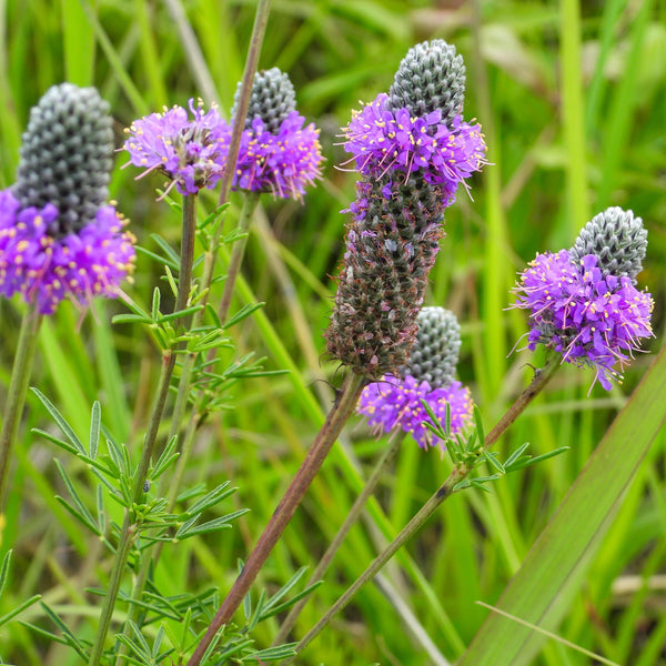 Dalée Violette