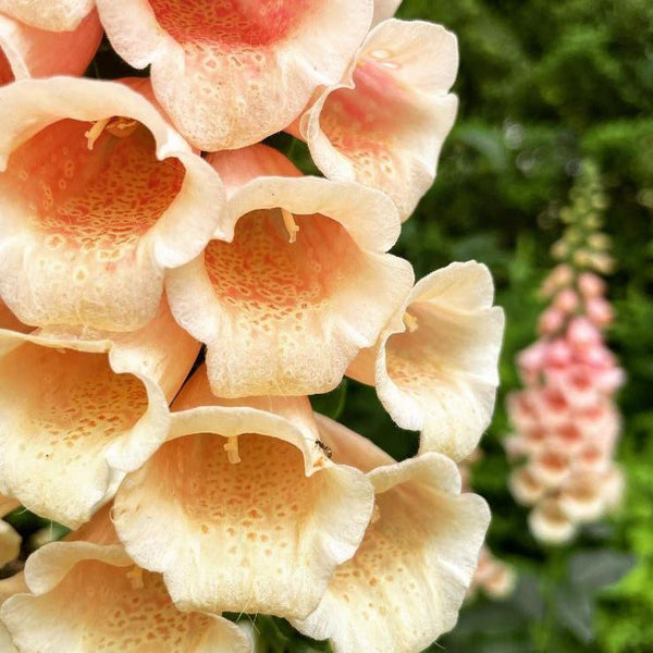 Digitalis 'Dalmatian Peach Pelleted' F1 organic