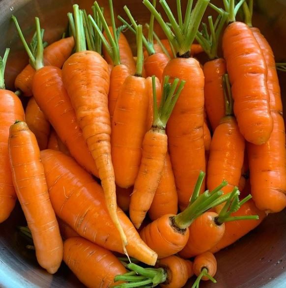 Organic 'Danvers 126' carrot