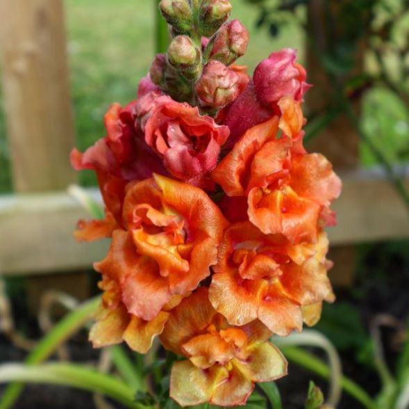 Snapdragon 'Dark Orange' Organic 