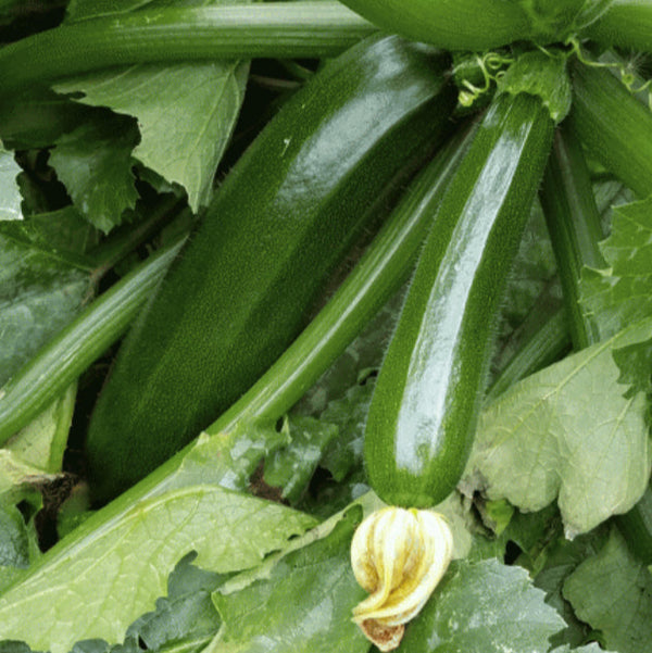 Organic dark green zucchini