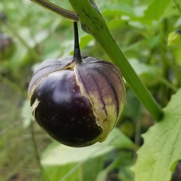 Tomatillo 'Deep Purple' bio