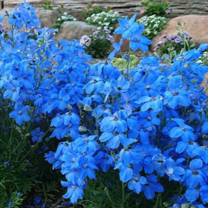 Delphinium Cheer Blue F1