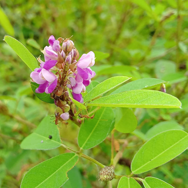 Canada tick-trefoil