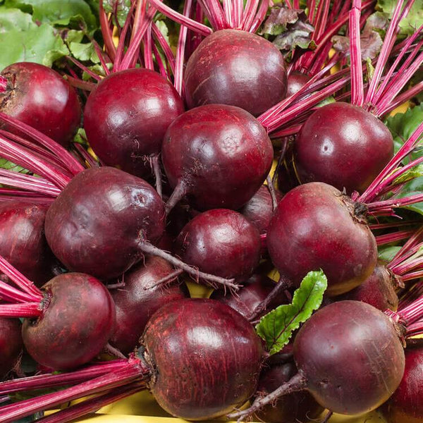 Beet 'Detroit Dark Red'