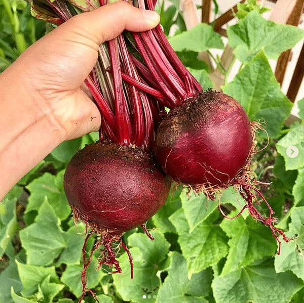  Beetroot 'Detroit Dark Red' Organic 