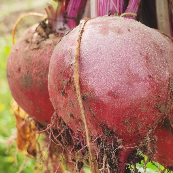 Beetroot 'Lutz'