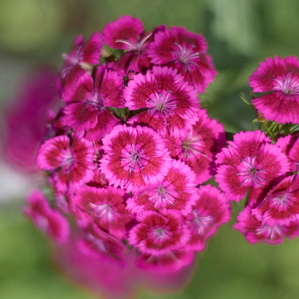 Dianthus Jolt™ Pink F1