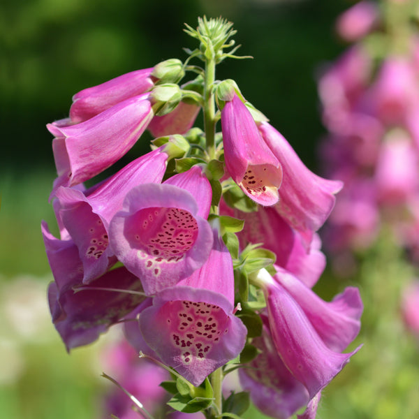 Foxglove  'Excelsior'