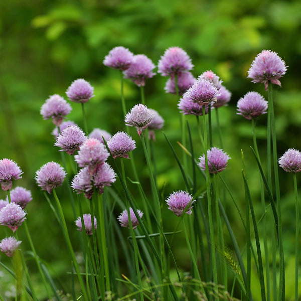 Chive Discs (3 discs)