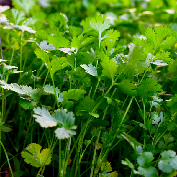 Coriander discs (3 discs)