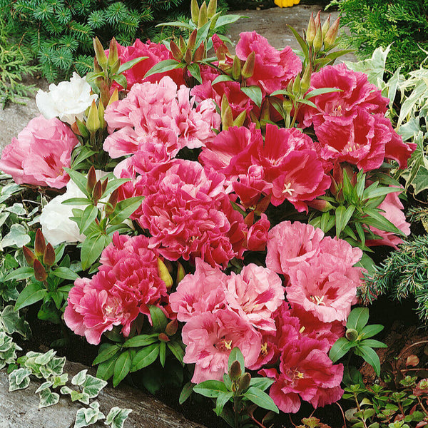 Clarkia Double Mix