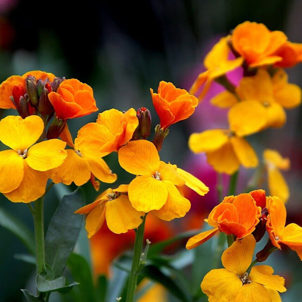 Wallflower 'Double Mix'