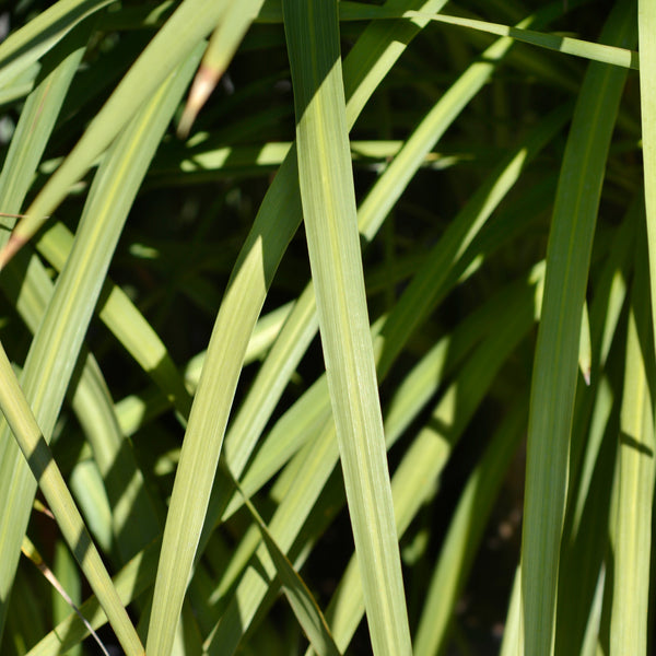 Dracaena indivisa