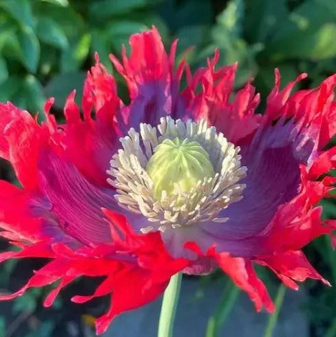  Poppy 'Drama Queen' organic