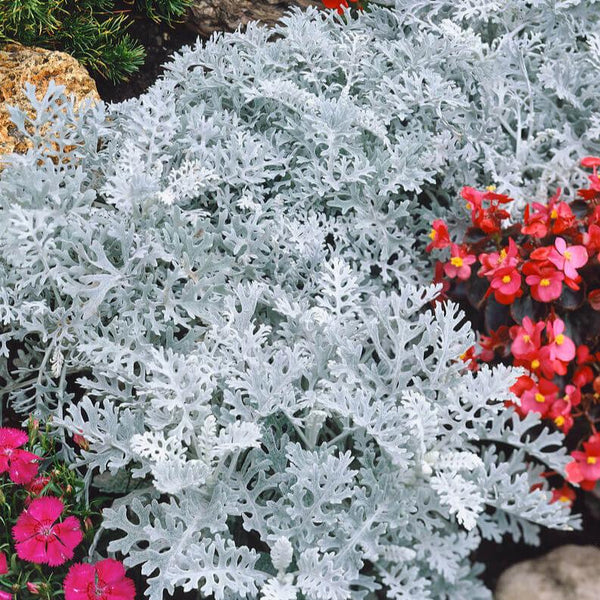 Cineraria Dusty Miller 