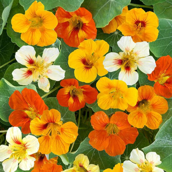 Nasturtium 'Dwarf Jewel Mixed'