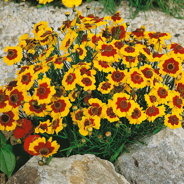  Coreopsis Dwarf Plains 