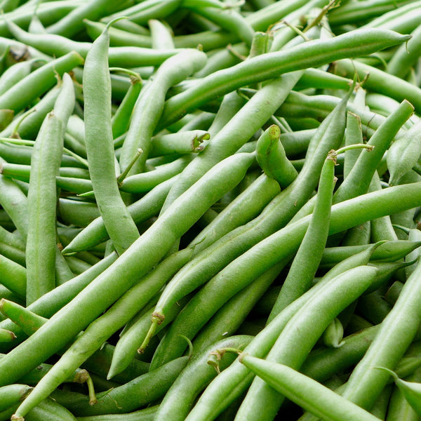 Bush Bean 'Blue Lake'