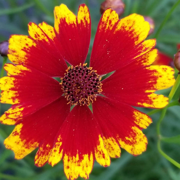 Dyer’s Coreopsis