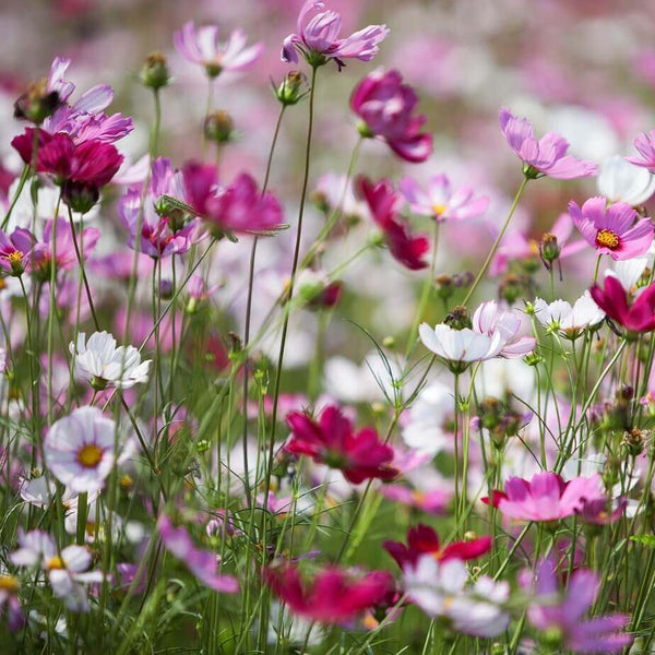 Cosmos 'Early Sensation' Mixed